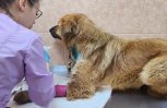 «Родился в собачьей рубашке»: пес с пулевым ранением, которого спасли благовещенцы, выздоравливает