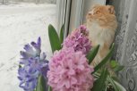 «Амурская правда» снова проводит популярный фотоконкурс «Мартовский кот»
