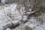 Трое жителей Архаринского округа незаконно нарубили деревьев на 21,1 миллиона рублей