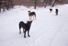 Власти Завитинского округа выплатят школьнице компенсацию морального вреда из-за укуса собаки