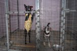 Амурские приюты получат новый спецтранспорт для перевозки животных