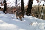 Краснокнижная свадьба: в Муравьевском парке амурский лесной кот нашел себе кошку