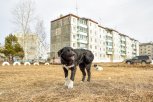 Власти Сковородинского округа компенсируют подростку моральный вред от укуса собаки
