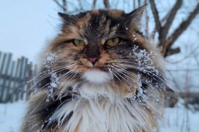 Самым мартовским котом стала кошка: итоги фотоконкурса «Амурской правды»