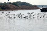 «Это черные лебеди»: жители амурской глубинки заметили прилетевших с Амура больших птиц