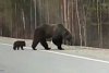 Такое видео может стоить жизни: в 20 километрах от Тынды горожане повстречали трех медведей