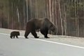 Медведи не боясь машин разгуливают по дороге. Фото: скриншот видео от читателей АП