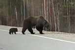 Такое видео может стоить жизни: в 20 километрах от Тынды горожане повстречали трех медведей