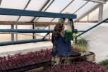 Впервые в Приамурье под карантин попало больше гектара оранжерей из-за западного цветочного трипса
