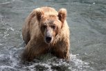 Сезон охоты на медведя в Амурской области подошел к концу