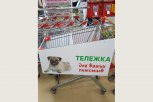 Вход с собаками разрешен: в благовещенском супермаркете появились тележки для питомцев