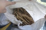 Группу иностранцев на «буханке» задержали в Бурейском округе с 11 мешками корней «неопалимой купины»