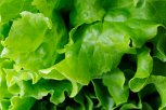 В Приамурье из Китая пытались завезти почти тонну зараженного салата