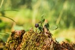 Как избавиться от муравьев на садовом участке: советы амурских ученых