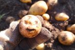 Чтобы картошка была не крошка: советы агронома, как вырастить большой урожай второго хлеба