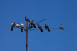 Птиц вокруг амурских птицефабрик проверяют на грипп А