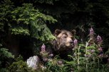 Медведь напугал горожан на кладбище в Тынде