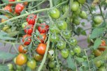 «Пасынкуйте, не жалейте!»: 5 советов амурского агронома, как вырастить хороший урожай томатов