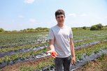 Как большая семья Геде выращивает амурскую клубнику и ежевику на ДВ-гектарах