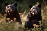 Куда бегут медведи: по соцсетям амурчан гуляет ролик с парой крупных косолапых