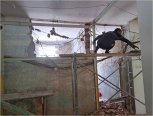 Выровняли стены и постелили полы: в Завитинской школе продолжается капитальный ремонт