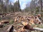 Вырубившего лес на 8 миллионов рублей жителя Благовещенска наказали штрафом в миллион рублей