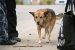 Двое детей из Зейского округа получили компенсации морального вреда за укусы собак