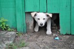 Ветеринары приедут в села Благовещенского округа и чипируют собак
