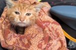 Благовещенский пожарный забрал спасенного котенка после тушения огня в центре города