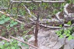 Около лесной дороги в Сковородинском округе нашли сверток с карабином военных лет