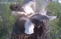 Птенец аиста из Березовского заказника вылетел из гнезда и пропал . Фото: Скриншот видео