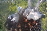 Возвращение блудного аистенка: в гнездо в Березовском заказнике вернулся четвертый птенец