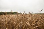 В Амурской области стартовала уборочная кампания ранних зерновых культур