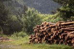 Нелегальная вырубка деревьев на 700 тысяч рублей обошлась амурчанину в год колонии
