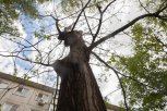 Акация и курильский чай вместо тополей: в Приамурье продолжают спиливать аварийные деревья