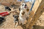 Более 80 собак из приютов Приамурья нашли себе новых хозяев