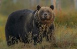 Медведи бродят в окрестностях трех сел Зейского округа