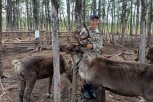 Для северных оленей в Селемджинском районе стартовала прививочная кампания