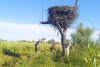 Гнезда аистов в заказниках Приамурья обезопасят от осенних пожаров