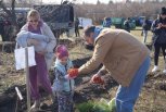 Жители Благовещенска и окрестных сел в рамках всероссийской акции высадят сосновую рощу