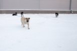 Бездомная собака в Сковородине покусала маленькую горожанку за лицо