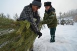 Сколько будет стоить новогодняя ель для амурчан в этом году