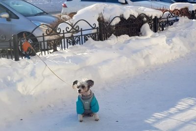 Относительно тепло для декабря и преимущественно без осадков будет в Амурской области