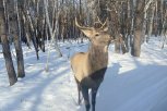 В январе в амурских заказниках пересчитают благородных оленей