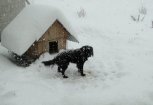 В Ромненском округе местная жительница бросила своих собак при переезде и заработала штраф