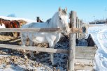 Амурские ветеринары завершили прививочную кампанию вакциной от бешенства