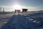 В Приамурье на бруцеллез проверят 126 тысяч коров и лошадей и привьют от бешенства 19 тысяч собак