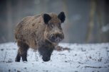 Большой табун диких кабанов и поросят попал в фотоловушку Хинганского заповедника