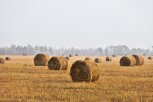 Молодой амурчанин за две недели похитил с чужого фермерского поля 26 рулонов сена