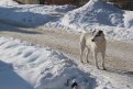 Фото: Управление ветеринарии Амурской области